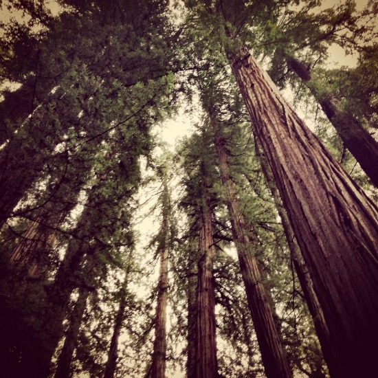 redwoods550w